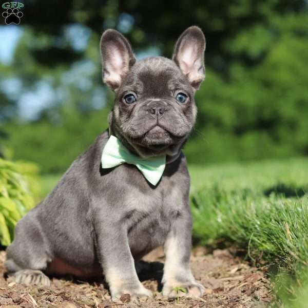 Marco, French Bulldog Puppy